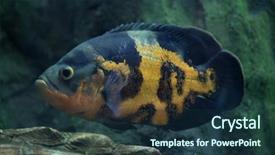  Presentation with oscar - Slide deck with oscar astronotus ocellatus wild life background and a tawny brown colored foreground