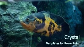  Presentation with oscar - Slides having oscar astronotus ocellatus wild life background and a navy blue colored foreground