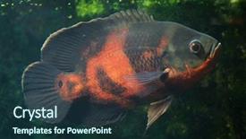  Presentation with oscar - Cool new slide deck with oscar fish astronotus ocellatus fresh backdrop and a tawny brown colored foreground