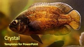  Presentation with oscar - Beautiful presentation theme featuring oscar fish astronotus ocellatus swimming backdrop and a tawny brown colored foreground