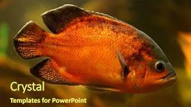  Presentation with oscar - Presentation theme featuring oscar fish astronotus ocellatus swimming background and a tawny brown colored foreground