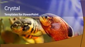  Presentation with oscar - Presentation featuring oscar fish astronotus ocellatus swimming background and a ocean colored foreground