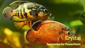  Presentation with oscar - Slide set featuring oscar fish astronotus ocellatus swimming background and a tawny brown colored foreground