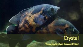  Presentation with oscar - Audience pleasing theme consisting of oscar fish astronotus ocellatus tropical backdrop and a tawny brown colored foreground