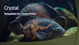  Presentation with oscar - PPT layouts consisting of oscar fish astronotus ocellatus tropical background and a navy blue colored foreground