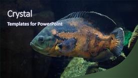  Presentation with oscar - Slides having oscar fish astronotus ocellatus tropical background and a wine colored foreground