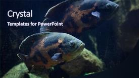  Presentation with freshwater fish - Cool new theme with oscar fish astronotus ocellatus tropical backdrop and a navy blue colored foreground