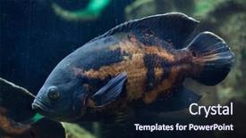  Presentation with oscar - Beautiful theme featuring oscar fish astronotus ocellatus tropical backdrop and a wine colored foreground