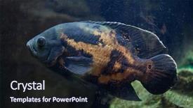  Presentation with freshwater fish - Cool new slide deck with oscar fish astronotus ocellatus tropical backdrop and a wine colored foreground