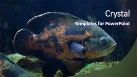  Presentation with freshwater fish - PPT layouts having oscar fish astronotus ocellatus tropical background and a navy blue colored foreground