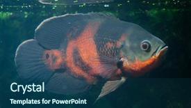  Presentation with oscar - Slides consisting of oscar fish astronotus ocellatus wildlife background and a ocean colored foreground