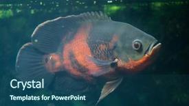  Presentation with oscar - Theme featuring oscar fish astronotus ocellatus wildlife background and a ocean colored foreground