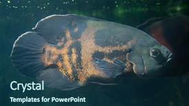  Presentation with oscar - Amazing slide deck having oscar fish astronotus ocellatus wildlife backdrop and a ocean colored foreground