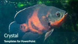  Presentation with oscar - Audience pleasing PPT theme consisting of oscar fish astronotus ocellatus wildlife backdrop and a ocean colored foreground