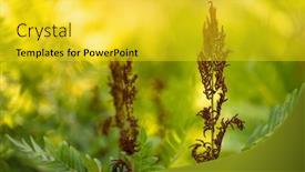  Presentation with fern - Audience pleasing presentation design consisting of osmunda-fern-sporangias-and-leaves backdrop and a yellow colored foreground