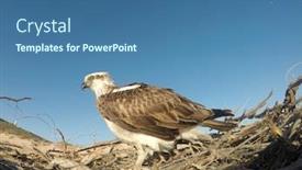  Presentation with rest - Beautiful slide deck featuring osprey-birds-rest-on-nest backdrop and a ocean colored foreground