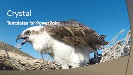  Presentation with birds - PPT theme with osprey-birds-rest-on-nest background and a teal colored foreground