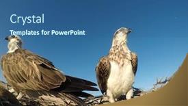  Presentation with birds - Colorful slide set enhanced with osprey-birds-rest-on-nest backdrop and a ocean colored foreground