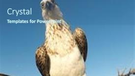  Presentation with birds - Slide deck having osprey-birds-rest-on-nest background and a ocean colored foreground