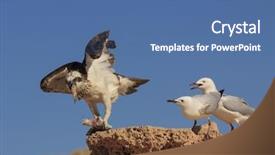  Presentation with wait - Slides enhanced with osprey eats fish while seagulls background and a ocean colored foreground