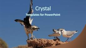  Presentation with fish - Amazing slides having osprey fights off seagulls trying backdrop and a ocean colored foreground