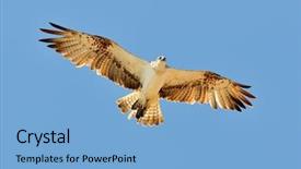  Presentation with flying - PPT theme enhanced with osprey-flying-pandion-haliaetus background and a light blue colored foreground
