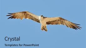  Presentation with flying - Cool new PPT layouts with osprey-flying-pandion-haliaetus backdrop and a light blue colored foreground