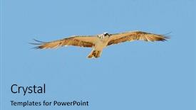  Presentation with flying - Amazing slide deck having osprey-flying-pandion-haliaetus backdrop and a light blue colored foreground