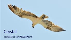  Presentation with flying - PPT theme consisting of osprey-flying-pandion-haliaetus background and a sky blue colored foreground