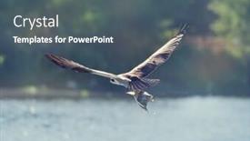  Presentation with wetlands - Audience pleasing PPT layouts consisting of osprey in flight carrying a fish in it's talons in florida wetlands backdrop and a ocean colored foreground
