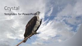  Presentation with sky blue - PPT theme featuring osprey-pandion-haliaetus-perched background and a light gray colored foreground