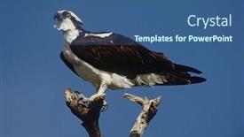  Presentation with branch - Colorful PPT layouts enhanced with osprey-pandion-haliaetus-perching backdrop and a ocean colored foreground