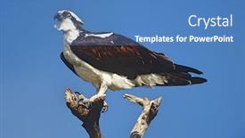  Presentation with branch - Cool new PPT layouts with osprey-pandion-haliaetus-perching backdrop and a teal colored foreground
