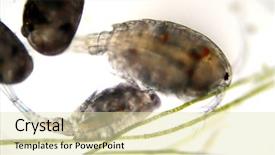  Presentation with ostracod - Presentation enhanced with ostracod aka seed shrimp background and a soft green colored foreground