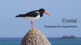  Presentation with rock - Amazing theme having ostralegus on a rock isles backdrop and a  colored foreground