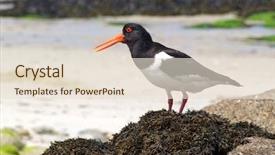  Presentation with rock - Presentation theme having ostralegus on a rock isles background and a  colored foreground