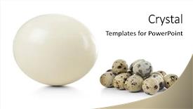  Presentation with quail - Amazing slides having ostrich and quail eggs backdrop and a white colored foreground