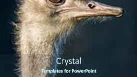  Presentation with animal nature - Slides featuring ostrich-bird-animal-head-portrait background and a wine colored foreground