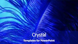  Presentation with carnival - Slide set consisting of ostrich blue feather on black background and a royal blue colored foreground