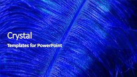  Presentation with feather - Amazing PPT theme having ostrich blue feather on black backdrop and a royal blue colored foreground