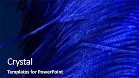  Presentation with blue black and silver - Audience pleasing theme consisting of ostrich blue feather on black backdrop and a navy blue colored foreground