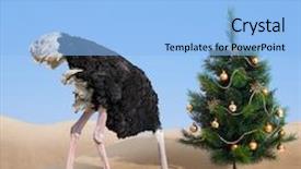  Presentation with sand - Cool new slides with ostrich burying head in sand backdrop and a light blue colored foreground