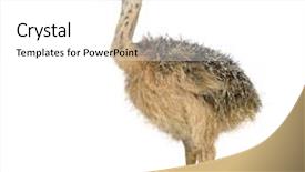  Presentation with chick - PPT theme with ostrich chick in front of a white background background and a white colored foreground