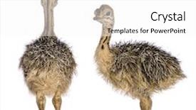  Presentation with chick - Theme featuring familly - ostrich chick in front background and a white colored foreground
