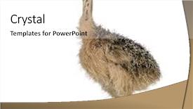  Presentation with chick - Slides with ostrich chick in front of a white background background and a white colored foreground