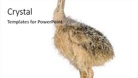 Presentation with chick - Colorful slide set enhanced with ostrich chick in front of a white background backdrop and a white colored foreground