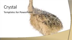  Presentation with chick - Beautiful presentation theme featuring ostrich chick in front of a white background backdrop and a white colored foreground