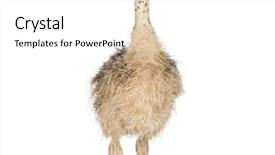  Presentation with chick - Audience pleasing slides consisting of ostrich chick in front of a white background backdrop and a white colored foreground