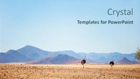  Presentation with landscape desert - Cool new slide deck with ostrich couple walking against beautiful landscape of tiras mountains in namib desert namibia backdrop and a light blue colored foreground