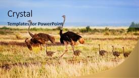  Presentation with family africa - Cool new PPT layouts with modern kitchen furniture with sink and utensils backdrop and a wine colored foreground